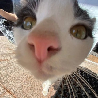 Логотип @mashka186283 - Анис