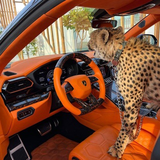 Логотип @masis_ovc - Обучение