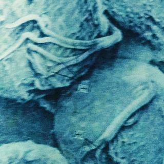 Логотип @maslovych - трихомонады масловича