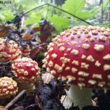 Логотип @mastershaulpublicchat - mastershaulpublicchat