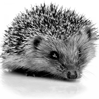 Логотип @math_hedgehog - Ёжик в матане