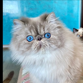 Логотип @matiolla69 - MATIOLLA