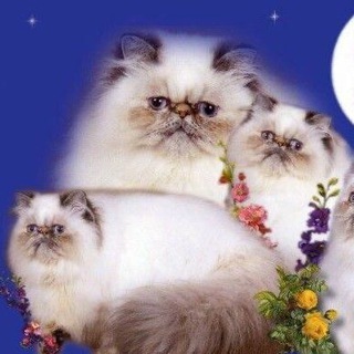 Логотип @matpics - Картинки с матами