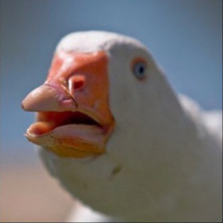 Логотип @mature_memes - WEIRD MEMES🥥