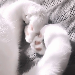 Логотип @matysua - мяувв🤍