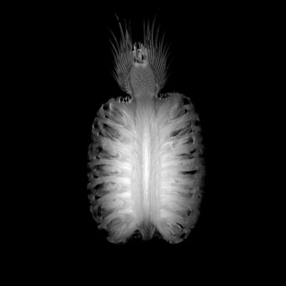 Логотип @maybe_xray - Maybe X-Ray