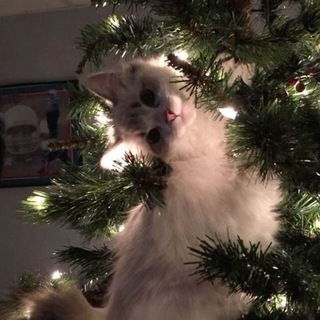 Логотип @mayksudka - Творческое логово котика🐈