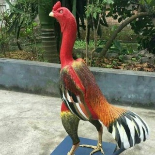 Логотип @mayvey - 👌 УЗБЕКИСТОН👉 ХУРОЗ 👉БОЗОРИ👉 ВА 👉ЖАНГЛАРИ 👌