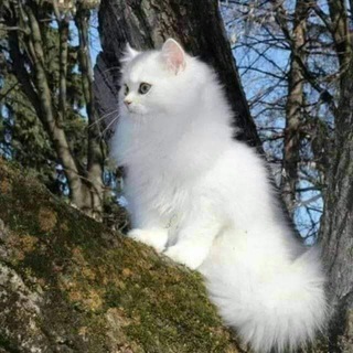 Логотип @mazlumko - 🌺قواعد وكلمات مهمه b2 C1.🌺