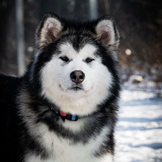 Логотип @mazurstar - Alaskan Malamute , Mazurstar Kennel Аляскинский Маламут