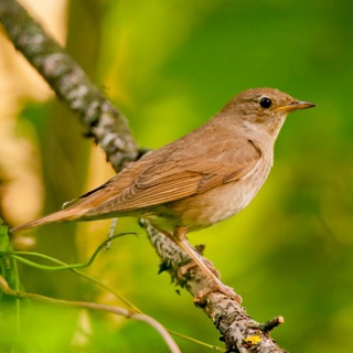 Логотип @mbdou28nvrsk - МБДОУ 28 "Соловушка"