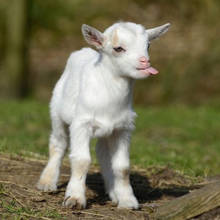 Логотип @mbnotes - Мысли обо всем вслух