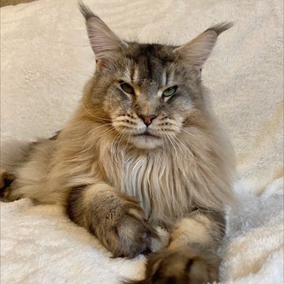 Логотип @mco_russia - Kittens Maine Coon Russia| Котята мейнкун Россия