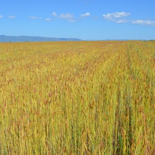 Логотип @mcxzab - Минсельхоз Забайкалья