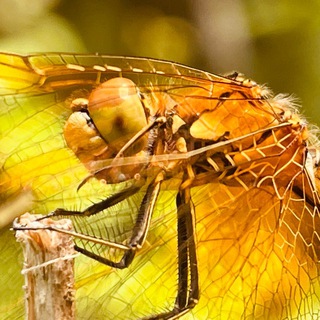 Логотип @mdn3v - какого жука я в лесу