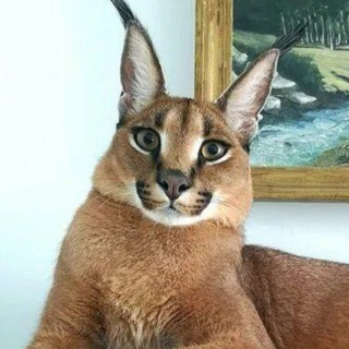 Логотип @medcaracat - Каракет идёт в мед