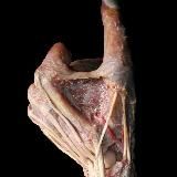 Логотип @medicinach - Медач