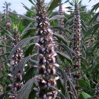 Логотип @medicinoman77 - Народная медицина +