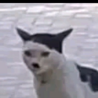 Логотип @medovicheck - Medovichek