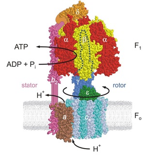 Логотип @medscholib - MedSchoLib