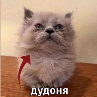 Логотип @medusa_studio - Дудоня
