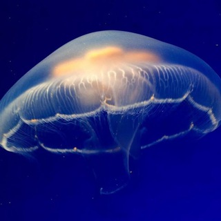 Логотип @meduza_mosqua - Московская «Медуза»