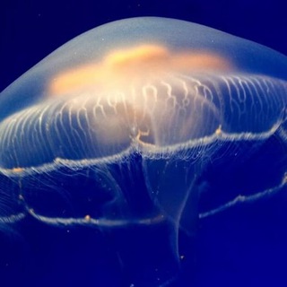 Логотип @meduza_noffgoroda - Медуза Новгорода