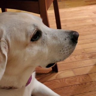 Логотип @medvedevna_chat - Псица развеселая чат