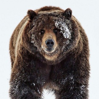 Логотип @medvezhyadolina - ГЛК «Медвежья Долина»