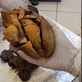 Логотип @medwithnour - Together to advance medicine 🦋