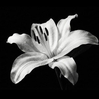 Логотип @meechydayung17 - MeechyDaYung