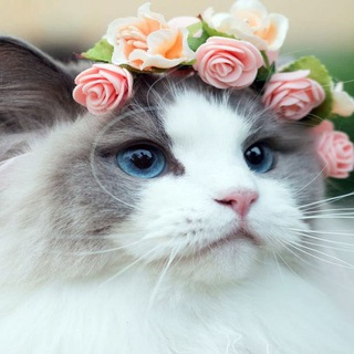 Логотип @megasale_promo - МЕГА СКИДКА — ЛОВИМ ВЫГОДУ