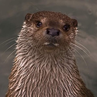 Логотип @mehomvnytr - МехомВнутрь