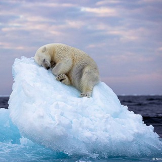 Логотип @meinarktika - АРКТИКА