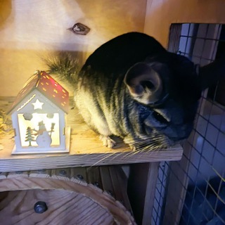 Логотип @meldonium_chinch - Meldonium🐭