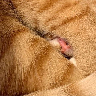 Логотип @melikhov_dev - melikhov.dev