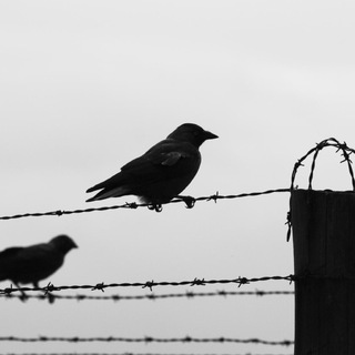 Логотип @melody_war - Посттравматический синдром