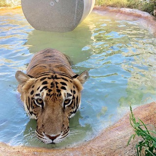 Логотип @melpinsyes - melpins