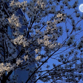 Логотип @melvul - мечтатель.