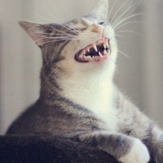 Логотип @mem_for_bro - Мемтюнь