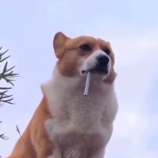 Логотип @mem_router - Mem_router