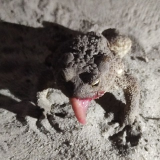 Логотип @memchanski - Мемчанский