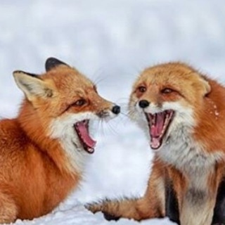 Логотип @meme_foxhole_chat - Чат мемной норы