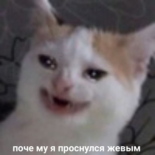 Логотип @memeforyousir - ради чего я живу