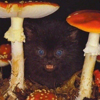 Логотип @mememecats - мои сраные кошки