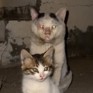 Логотип @memes161 - ЛØHГ TЁPM PĘÇËЧ