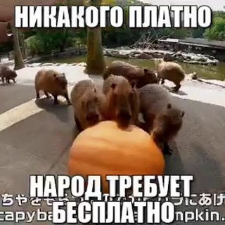 Логотип @memes4mems - Бесплатные мемы 🧀