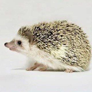 Логотип @memes_and_sundry - Memes & Sundry