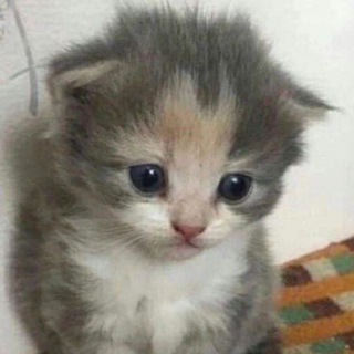 Логотип @memes_for_dialogs - мемы (по)ржать