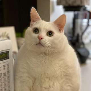 Логотип @memes_for_i - Мемы для важных переговоров